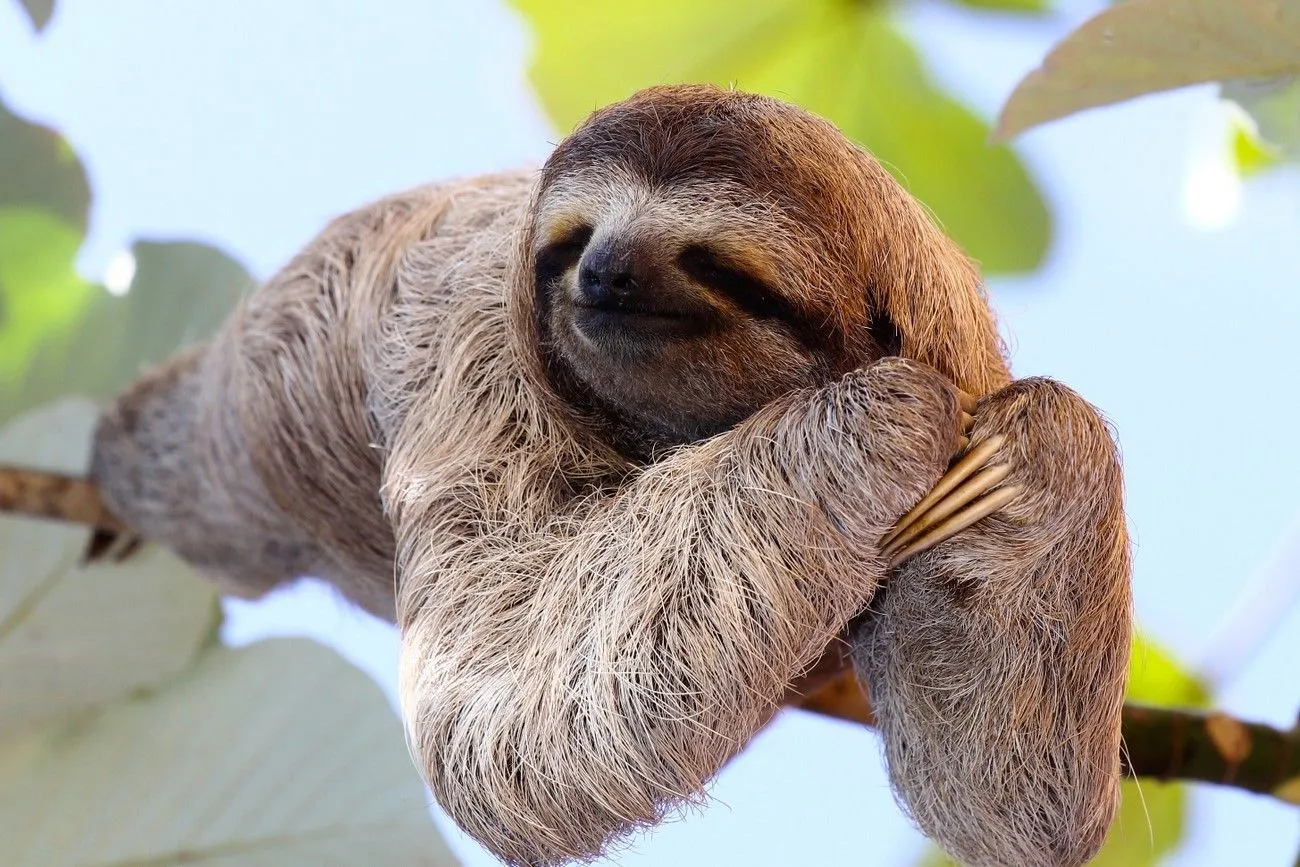 14. Sloth.jpg?format=webp
