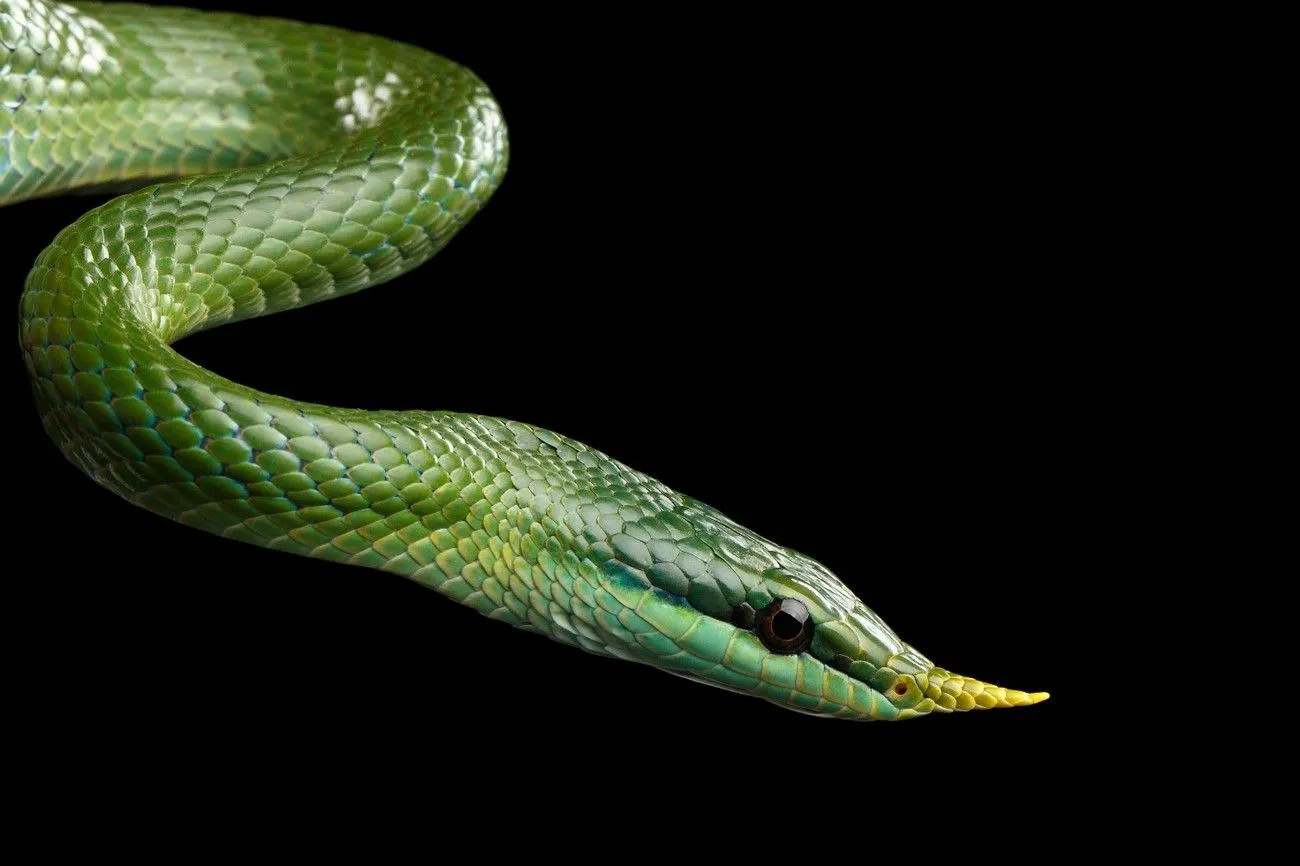 15. Vietnamese Long-Nosed Snake.jpg?format=webp