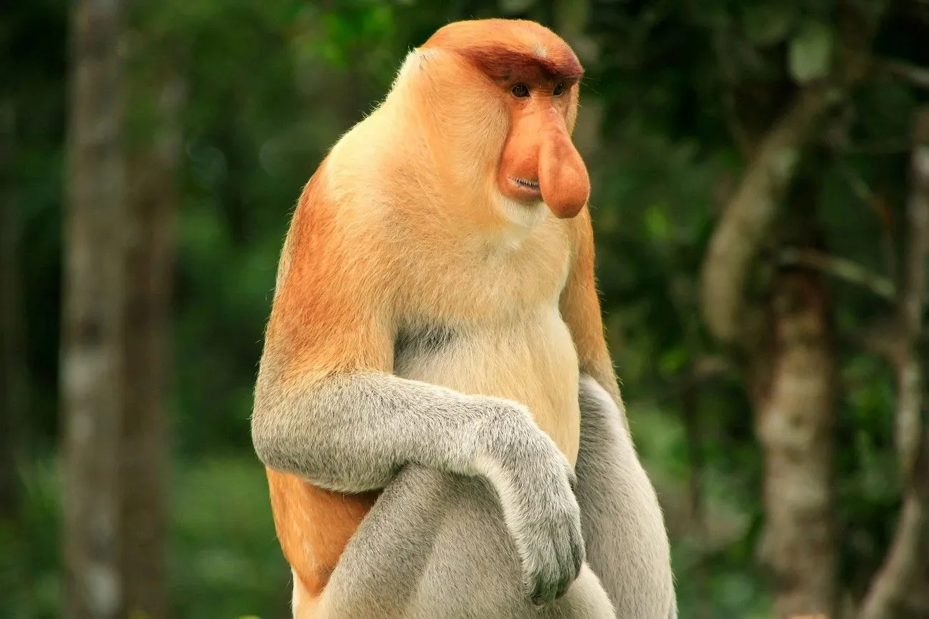 16. Proboscis Monkey.jpg?format=webp