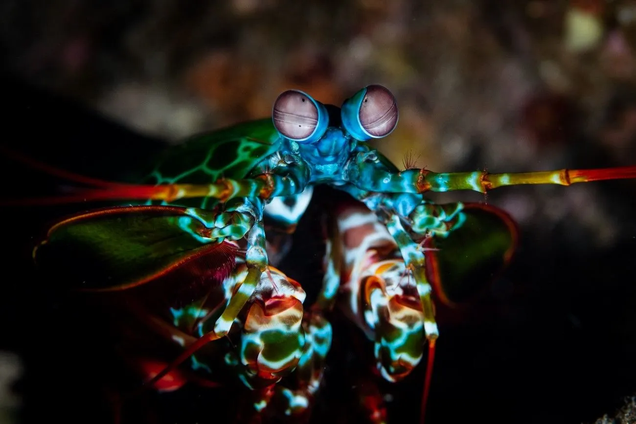 1. Mantis Shrimp.jpg?format=webp