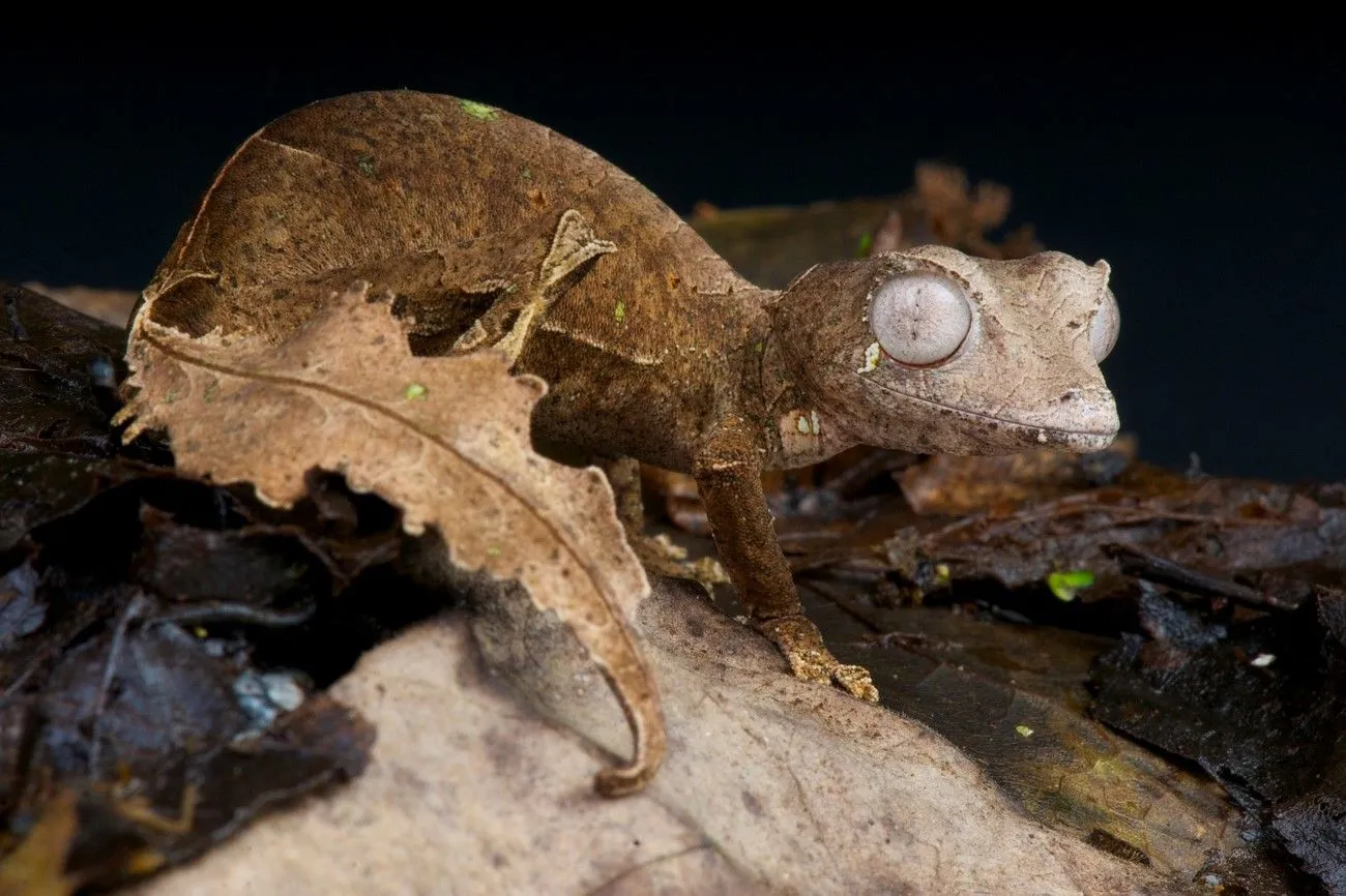 26. Satanic Leaf-Tailed Gecko.jpg?format=webp