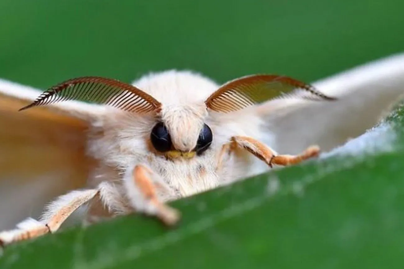 2. Venezuelan Poodle Moth.jpg?format=webp