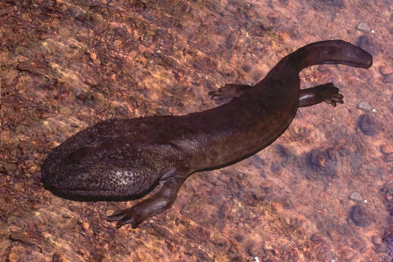 30. Giant Salamander.jpg?format=webp