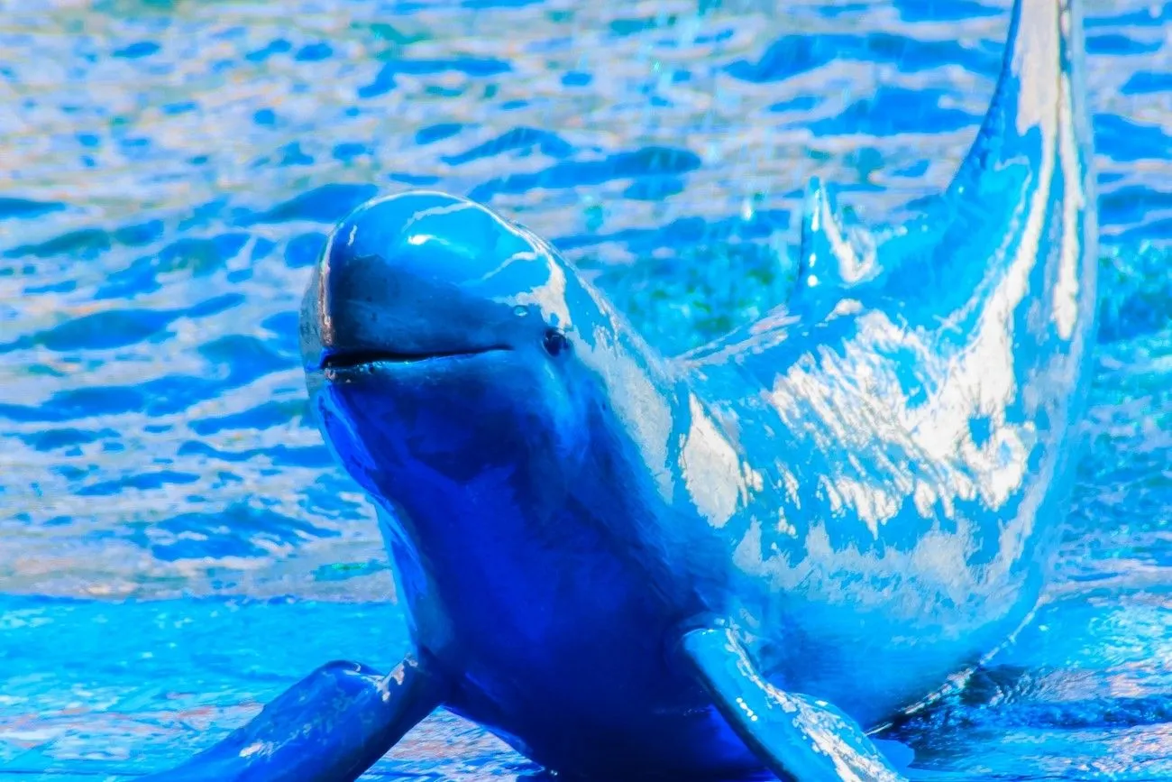 33. Irrawaddy Dolphin.jpg?format=webp