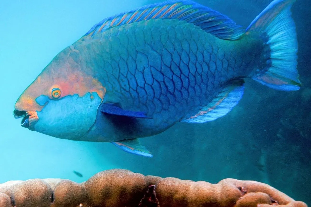34. Blue Parrotfish.jpg?format=webp