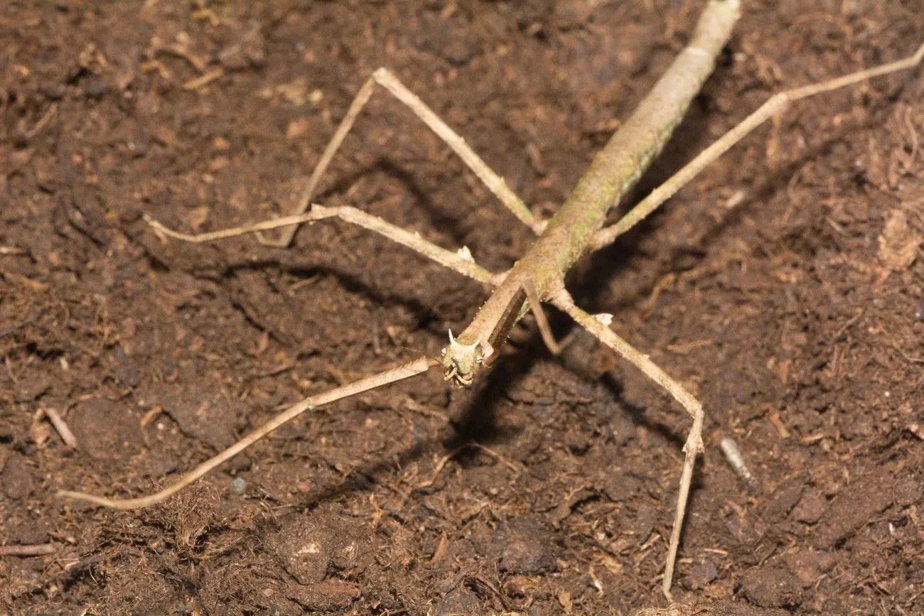 41. Stick Insect.jpg?format=webp