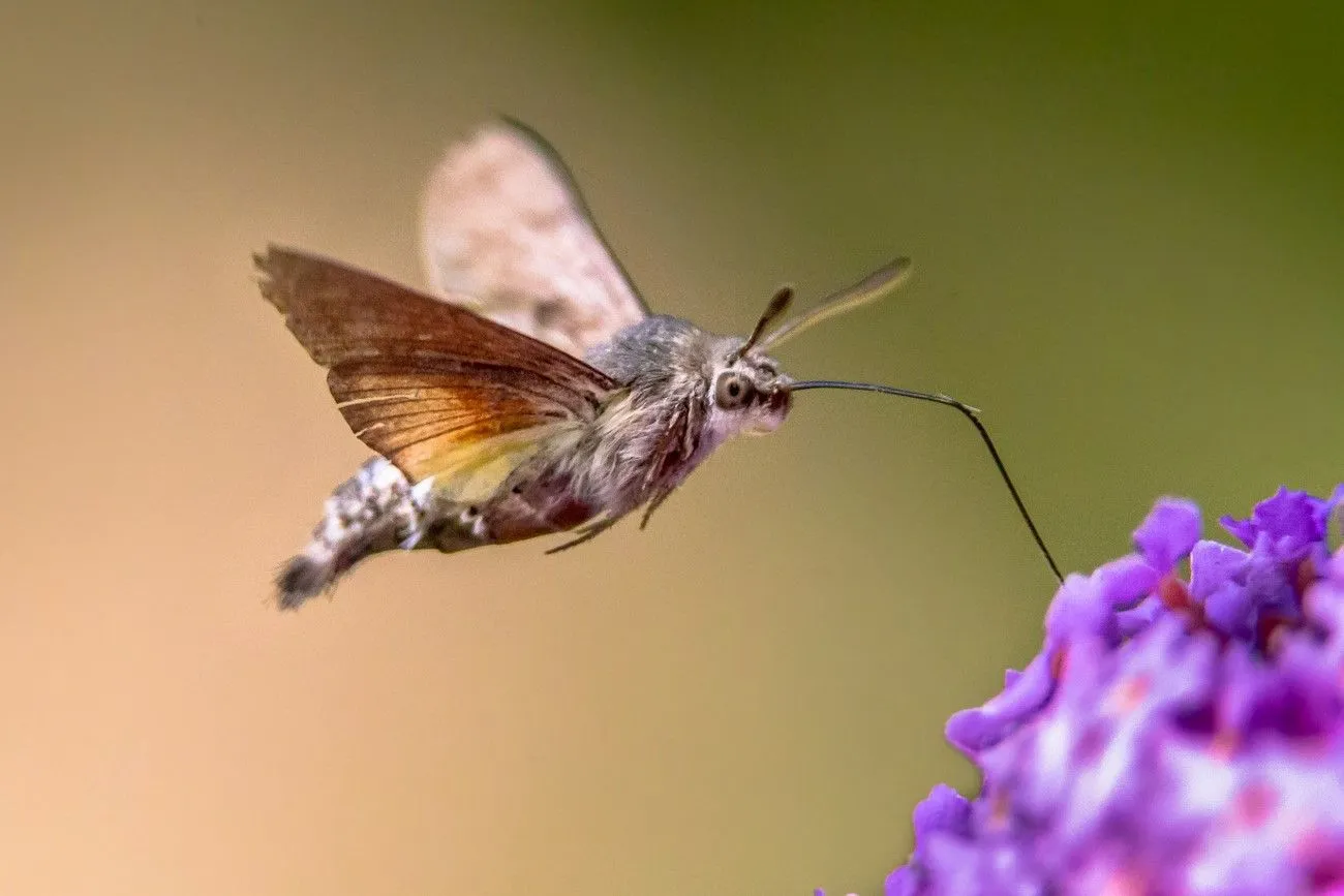 43. Hummingbird Hawk-Moth.jpg?format=webp