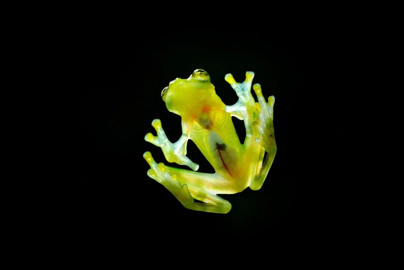 4. Glass Frog.jpg?format=webp