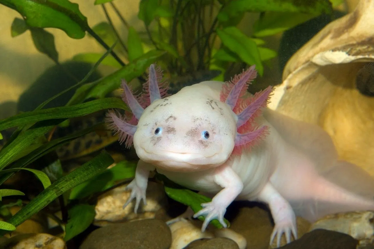 9. Axolotl.jpg?format=webp